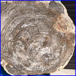 24.79LB Natural Petrified Wood Fossil Crystal Polished Slice