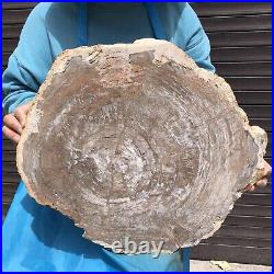 24.79LB Natural Petrified Wood Fossil Crystal Polished Slice- Madagascar