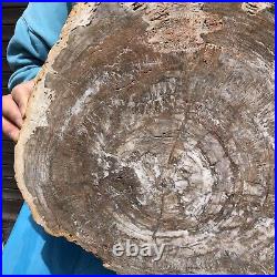 24.79LB Natural Petrified Wood Fossil Crystal Polished Slice- Madagascar