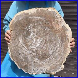 24.79LB Natural Petrified Wood Fossil Crystal Polished Slice- Madagascar