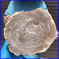 24.79LB Natural Petrified Wood Fossil Crystal Polished Slice- Madagascar