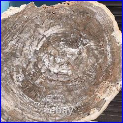 24.79LB Natural Petrified Wood Fossil Crystal Polished Slice- Madagascar