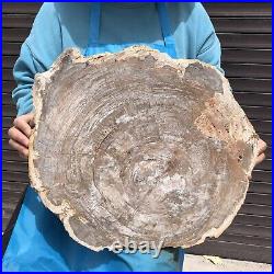 24.79LB Natural Petrified Wood Fossil Crystal Polished Slice- Madagascar