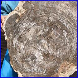 24.79LB Natural Petrified Wood Fossil Crystal Polished Slice- Madagascar