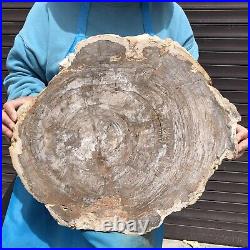 24.79LB Natural Petrified Wood Fossil Crystal Polished Slice- Madagascar