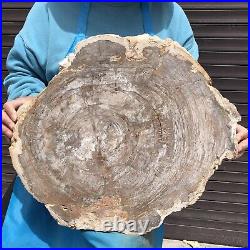 24.79LB Natural Petrified Wood Fossil Crystal Polished Slice Madagascar 43