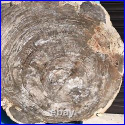 24.79LB Natural Petrified Wood Fossil Crystal Polished Slice Madagascar 43
