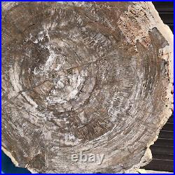24.79LB Natural Petrified Wood Fossil Crystal Polished Slices Healing HH43