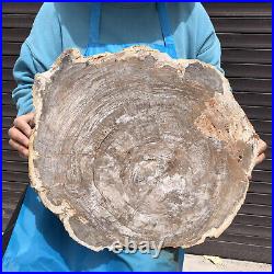 24.79LB Natural Petrified Wood Fossil Crystal Polished Slices Healing HH43 24.79LB Natural Petrified Wood Fossil Crystal Polished Slices Healing HH43