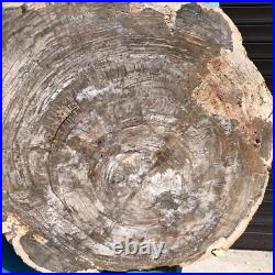 24.79LB Natural Petrified Wood Fossil Crystal Polished Slices Healing HH43 24.79LB Natural Petrified Wood Fossil Crystal Polished Slices Healing HH43