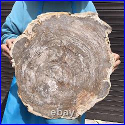 24.79LB Natural Petrified Wood Fossil Crystal Polished Slices Healing HH43