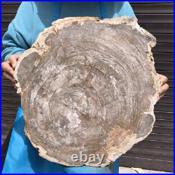 24.79LB Natural Petrified Wood Fossil Crystal Polished Slices Healing HH43 24.79LB Natural Petrified Wood Fossil Crystal Polished Slices Healing HH43