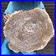 24_79LB_Natural_Petrified_Wood_Slice_Real_Authentic_Piece_History_Fossil_2608_01_ykv