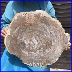 24.79LB Natural petrified wood fossil crystal polished slice Madagascar43