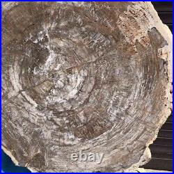 24.79LB Natural petrified wood fossil crystal polished slice Madagascar43