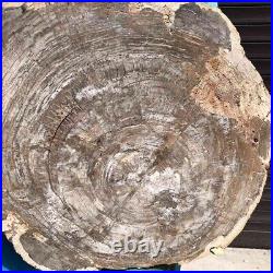 24.79LB Natural petrified wood fossil crystal polished slice Madagascar43