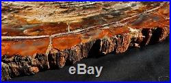 24 Gem Quality Fossil Petrified Wood Round Arizona Chinle Red Bronze #2
