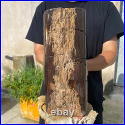 24lb Rare Natural petrified wood rough Wood fossil mineral specimen healing 24lb Rare Natural petrified wood rough Wood fossil mineral specimen healing