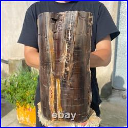 24lb Rare Natural petrified wood rough Wood fossil mineral specimen healing 24lb Rare Natural petrified wood rough Wood fossil mineral specimen healing