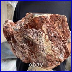 24lb Rare Natural petrified wood rough Wood fossil mineral specimen healing 24lb Rare Natural petrified wood rough Wood fossil mineral specimen healing