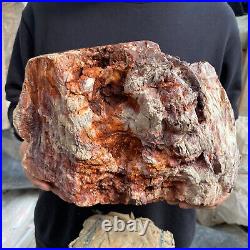 24lb Rare Natural petrified wood rough Wood fossil mineral specimen healing 24lb Rare Natural petrified wood rough Wood fossil mineral specimen healing