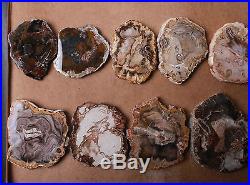 25Pcs Natural Flake Petrified Wood Fossil Crystal Mineral Specimen084