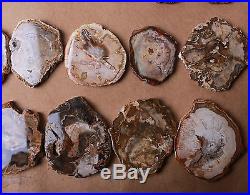 25Pcs Natural Flake Petrified Wood Fossil Crystal Mineral Specimen084