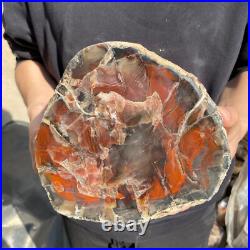 25.3lb Rare Natural petrified wood rough Wood fossil mineral specimen healing 25.3lb Rare Natural petrified wood rough Wood fossil mineral specimen healing