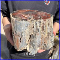 25.3lb Rare Natural petrified wood rough Wood fossil mineral specimen healing 25.3lb Rare Natural petrified wood rough Wood fossil mineral specimen healing