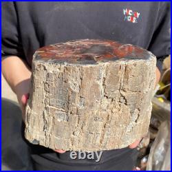 25.3lb Rare Natural petrified wood rough Wood fossil mineral specimen healing 25.3lb Rare Natural petrified wood rough Wood fossil mineral specimen healing
