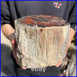 25.3lb Rare Natural petrified wood rough Wood fossil mineral specimen healing 25.3lb Rare Natural petrified wood rough Wood fossil mineral specimen healing