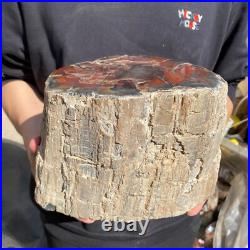 25.3lb Rare Natural petrified wood rough Wood fossil mineral specimen healing 25.3lb Rare Natural petrified wood rough Wood fossil mineral specimen healing