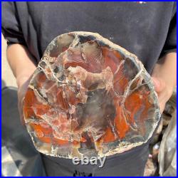 25.3lb Rare Natural petrified wood rough Wood fossil mineral specimen healing 25.3lb Rare Natural petrified wood rough Wood fossil mineral specimen healing