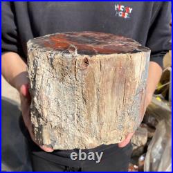 25.3lb Rare Natural petrified wood rough Wood fossil mineral specimen healing 25.3lb Rare Natural petrified wood rough Wood fossil mineral specimen healing