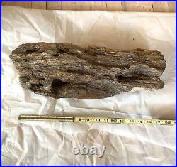 25.6 lbs 19 Arizona Petrified Wood Log, Estate Find from 1930's Home Texas