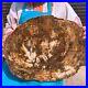 25_74LB_Natural_petrified_wood_fossil_crystal_polished_slice_Madagascar_1973_01_qah