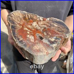 25lb Rare Natural petrified wood rough Wood fossil mineral specimen healing 25lb Rare Natural petrified wood rough Wood fossil mineral specimen healing