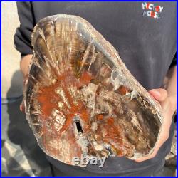 25lb Rare Natural petrified wood rough Wood fossil mineral specimen healing 25lb Rare Natural petrified wood rough Wood fossil mineral specimen healing