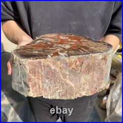 25lb Rare Natural petrified wood rough Wood fossil mineral specimen healing 25lb Rare Natural petrified wood rough Wood fossil mineral specimen healing