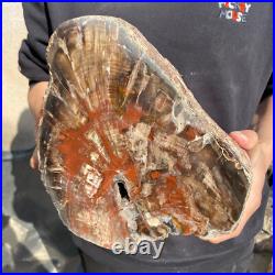 25lb Rare Natural petrified wood rough Wood fossil mineral specimen healing 25lb Rare Natural petrified wood rough Wood fossil mineral specimen healing