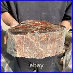 25lb Rare Natural petrified wood rough Wood fossil mineral specimen healing 25lb Rare Natural petrified wood rough Wood fossil mineral specimen healing