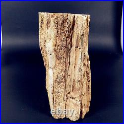 2612g Polished PETRIFIED WOOD BRANCH Fossil Madagascar A2357