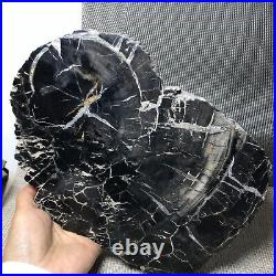 267mm Natural Petrified Wood Fossil Crystal Rough Slice From Madagascar A1053