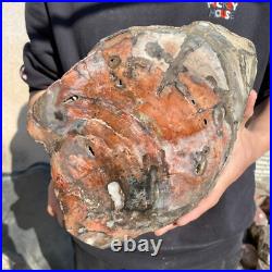 26.8lb Rare Natural petrified wood rough Wood fossil mineral specimen healing