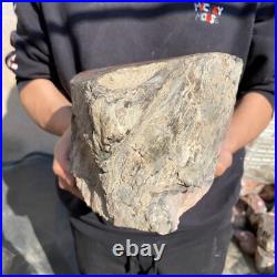 26.8lb Rare Natural petrified wood rough Wood fossil mineral specimen healing