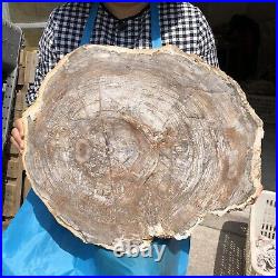 26.9LB Natural Petrified Wood Fossil Crystal Polished Slice Madagascar