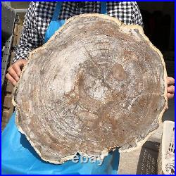 26.9LB Natural Petrified Wood Fossil Crystal Polished Slices Healing HH2
