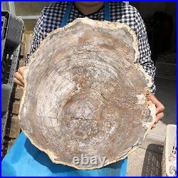 26.9LB Natural Petrified Wood Fossil Crystal Polished Slices Healing HH2