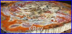 26 Gem Quality Fossil Petrified Wood Round Table Arizona Chinle Red Pink