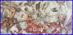 26 Gem Quality Fossil Petrified Wood Round Table Arizona Chinle Red Pink